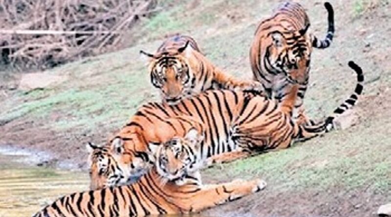 Centre asks Odisha to rework eco-sensitive zone plan for Satkosia Tiger Reserve
