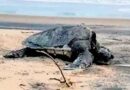 1,500 dead Olive Ridleys wash ashore in Gahirmatha, experts blame fishing nets