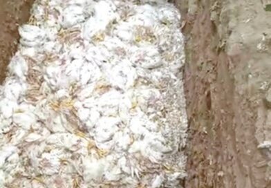 5,300 chickens die from heat in poultry farm in Odisha after power failure during heatwave