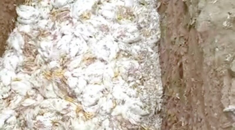 5,300 chickens die from heat in poultry farm in Odisha after power failure during heatwave
