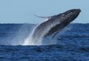 Whale ‘supergroups’ show numbers are rebounding from hunting, but Iran war holds dangers for them