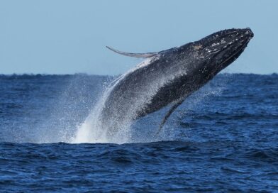 Whale ‘supergroups’ show numbers are rebounding from hunting, but Iran war holds dangers for them