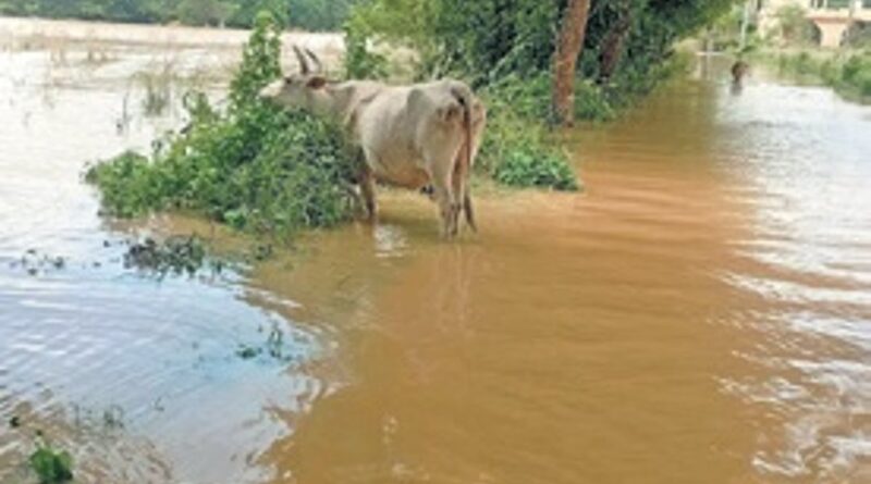 10 coastal districts put on alert as Hirakud water reaches Mundali
